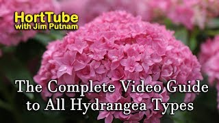 The Complete Video Guide to Most Hydrangea Types [upl. by Dayiz]