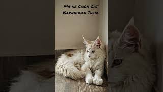 Polydactyl 4 months Boy polydactylcat cat catbreed mainecoon mrvivo mainecoonkittens petlove [upl. by Eugeniusz]