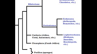 Ancient Ancestors from the Cambrian Period [upl. by Linnell]