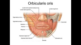 Anatomy of the Modiolus and Mnemonics to remember muscles that form the Modiolus [upl. by Baruch]