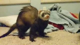 Ferret Dooking Intensifies [upl. by Ardnued]