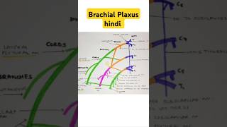 Brachial Plaxus short note anatomy bhms trending [upl. by Ansaev]