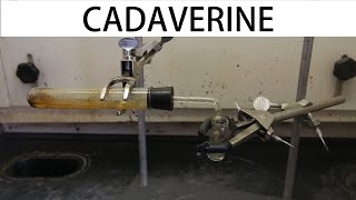 How to make cadaverine the smell of death [upl. by Miguela]