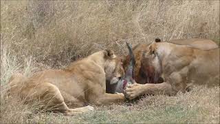 Graphic Video Warning  African Lions consume live warthog followed by buffalo carcass 4K [upl. by Nayrbo]