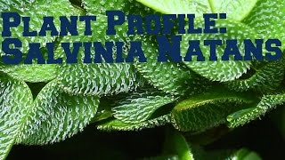 Salvinia Natans  Floating plant profile [upl. by Anilam]