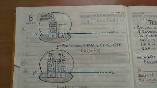 Translation in prokaryotes l part 2 l easy to learn l complete notes [upl. by Nahpets]