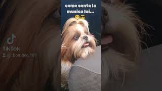 Sincronizzazione perfetta neiperte cane shitzu [upl. by Iatnohs623]