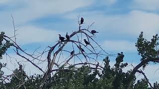 Doublecrested cormorants [upl. by Stanfield]