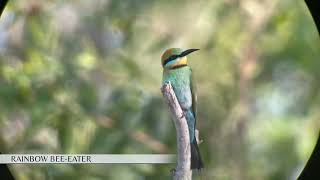 Birdwatching tour of Kakadu Australia with an expert [upl. by Anawt]