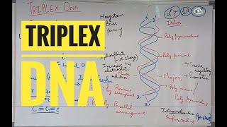 Triplex DNA and Hoogsteen Base Pairing [upl. by Yalonda]