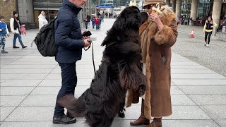 🇬🇧 CUTE NEWFOUNDLAND DOGS EATING ICE CREAM NEAR TOWER OF LONDON 4K60FPS [upl. by Enomrej]