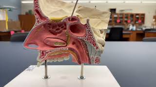 Paranasal Sinuses [upl. by Gerrit]