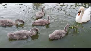 Bedford Park Cygnets  27 June 2024 [upl. by Branca387]