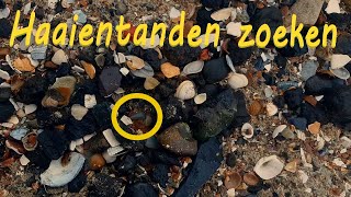 Vlog 13 haaientanden zoeken  Exploring Cadzand  Fossielen [upl. by Htebasile]