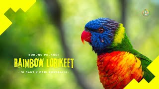 Mengenal Rainbow Lorikeet Burung Pelangi yang Cantik [upl. by Nitsraek]