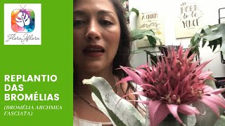 Como replantar Bromélia após a floração  Vídeo 3 [upl. by Martineau]