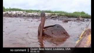 oil spill oily birds in the Gulf of Mexico [upl. by Ahtael870]