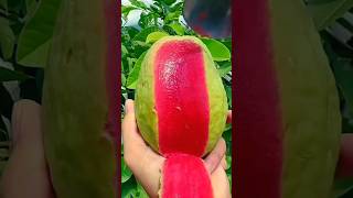 Enjoy beautiful nature and guava fruits 🥝🍎🥑🍓🥭🍊🍒🥰shorts nature fruit garden foryou viralvideos [upl. by Chastity]