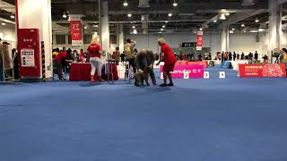 WORLD DOG SHOW 2019 Lagotto Romagnolo [upl. by Artemisia]