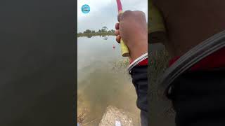 Best Carp Bait Choices A Beginners Guide fishing fishingvideo hookfishing reels shorts [upl. by Goldenberg]