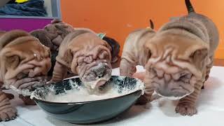 sharpei puppies 35 weeks enjoying their first meal [upl. by Anierdna]