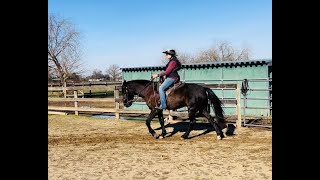 Tennessee Walking Horse  Missouri Fox Trotter  Milo Running Walk and CanterGaited Horse Training [upl. by Etezzil147]