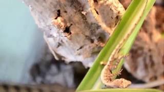 Anolis sagrei juvenile plays dead [upl. by Ateuqahs280]