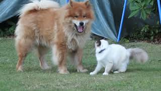 cat and dog VERY BEST FRIENDS SUPER Amitié chat sacré de birmanie et chien Eurasier [upl. by Margarette]