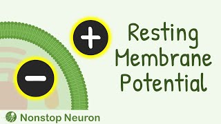 Resting Membrane Potential  How Resting Membrane Potential is Generated [upl. by Hgielrac]