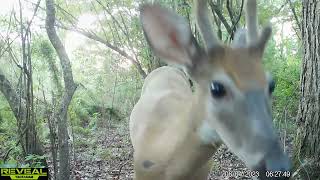 Maurepas Swamp WMA Trail Cam Videos JulyAug [upl. by Ettennej]