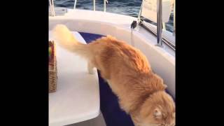 Amazing Sailing Cats Compilation [upl. by Rodrique]