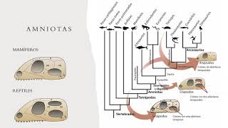 Los amniotas 🦖🦕  Ingeoexpert [upl. by Akayas]