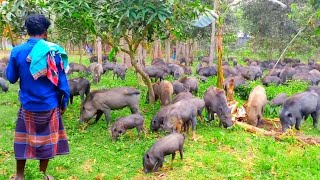 Beautiful Warthog video  Warthog Wonder Stunning Wildlife Moment [upl. by Rebane]