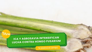 ICA y AGROSAVIA Intensifican lucha contra hongo fusarium TvAgro por Juan Gonzalo Angel Restrepo [upl. by Marti]