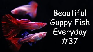 Guppy Channel  Beautiful Guppy Fish Everyday 37 [upl. by Ettesil323]