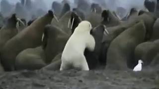 Polar Bear killed by a Walrus [upl. by Eerehs]