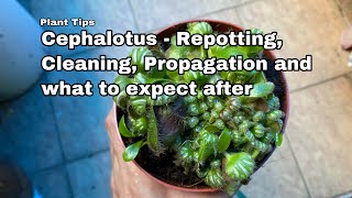 Cephalotus  Repotting Cleaning Propagation and what to expect after  Ep 99 [upl. by Ellehcsar556]