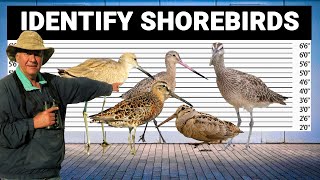 5 Tricks to Identify Shorebirds [upl. by Llemor505]