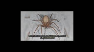 Brown Recluse Spider [upl. by Monagan172]