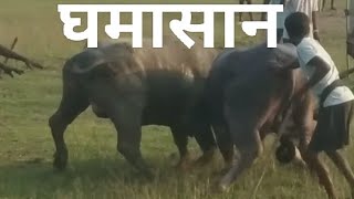 Ghamasan Ropok  Paharpur Barhait  Sahibganj  New Santali Video 2024 [upl. by Etsirk]