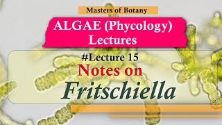 Lecture 15  Fritchiella Life Cycle Chlorophyceae  Algae Lecture Notes [upl. by Aloiv]