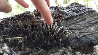 Xylaria hypoxylon releasing spores in slow motion [upl. by Mazur454]