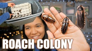 MY SELF CLEANiNG DUBiA ROACH COLONY BiN SETUP [upl. by Enra]