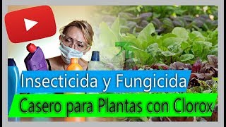 Cómo hacer Insecticida y Fungicida casero para Plantas  Usos del Clorox en el cultivo [upl. by Eyma]