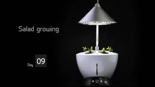 salad growing with hydroponics growing system YouTube [upl. by Eniluqcaj]