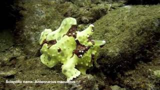 The Clown Frogfish Nha trang vn [upl. by Ybloc]