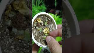 The idea of ​​growing and propagating roses from aloe vera buds [upl. by Notniw]