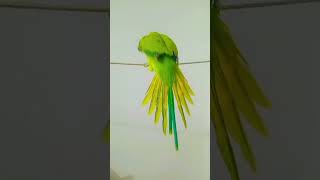 ULTA LATANE WALA PARROT TALKING TRAINING MITHUU talkingparro pablo parrotlover fantasticparrot [upl. by Roderica]