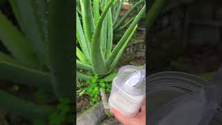 How to care for a growing aloe vera plant aloevera shorts [upl. by Yacano]