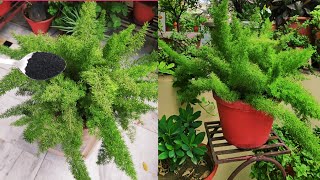 Fox tail plant care tips how to grow n care fox tail fern plant asparagus mayrie care [upl. by Einial]